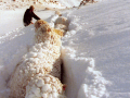 Sheep struggling in snow on Sawdon Station, Lake Tekapo, 1992