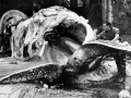 Humpback whale being processed, 1953