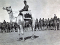 Ottoman Army cameliers