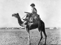 Australian camelier 1916