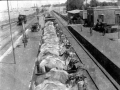 Transporting camels on a train