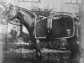 Carbine and the 1890 Melbourne Cup