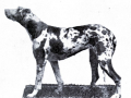 Military mascot Freda the dog