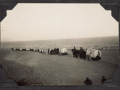 Transporting wounded from Magdhaba