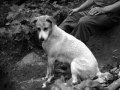 Korean War dog mascot 