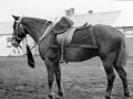 Major - the only NZ horse to return from South Africa
