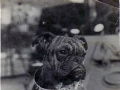 Pelorus Jack in 1913