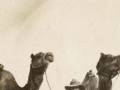 New Zealand camelier with camels