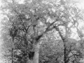 Trounson Kauri Park