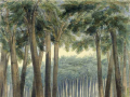Kauri tree sawyers, Kaipara