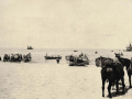 Rarotongans unloading supplies in Palestine
