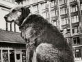 Paddy the Wanderer, 1935