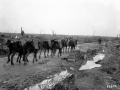 Mule convoy carrying ammunition at Passchendaele