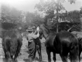 NZ Veterinary Corps at work