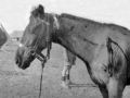Shooting wounded horse