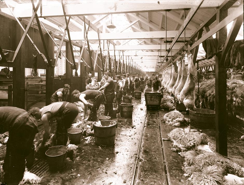Processing sheep carcasses
