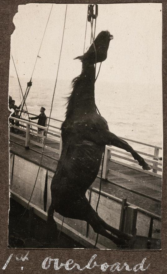 Dead horse lowered overboard
