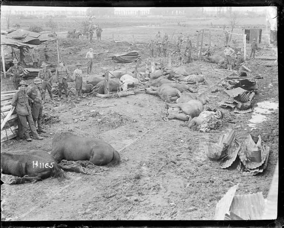 Horses killed in bombing raid