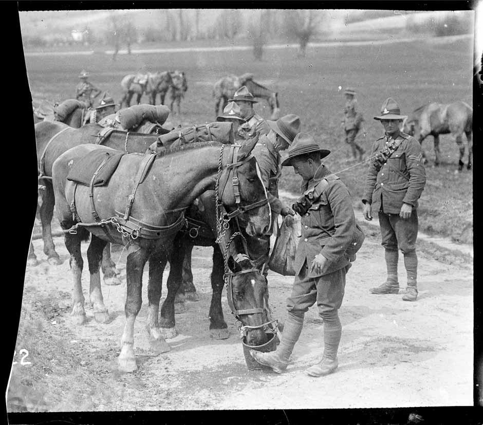 Feeding horses in France