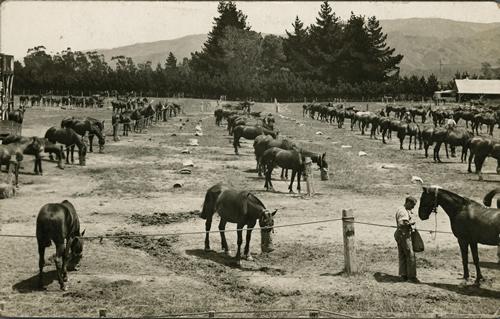 Upper Hutt remount depot