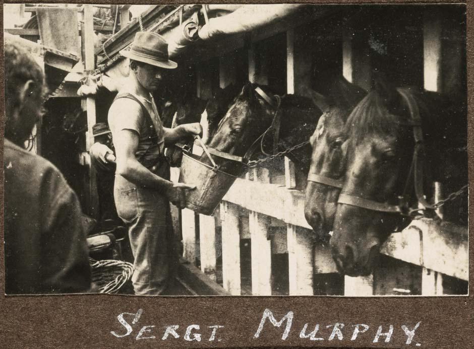 Horses stabled on transport ship