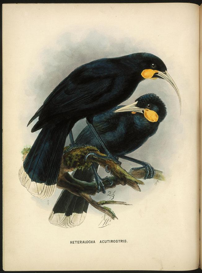 Buller's birds