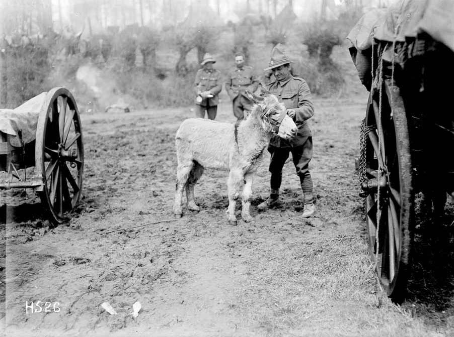 Moses, the donkey mascot