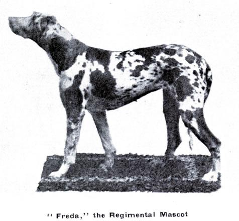 Military mascot Freda the dog
