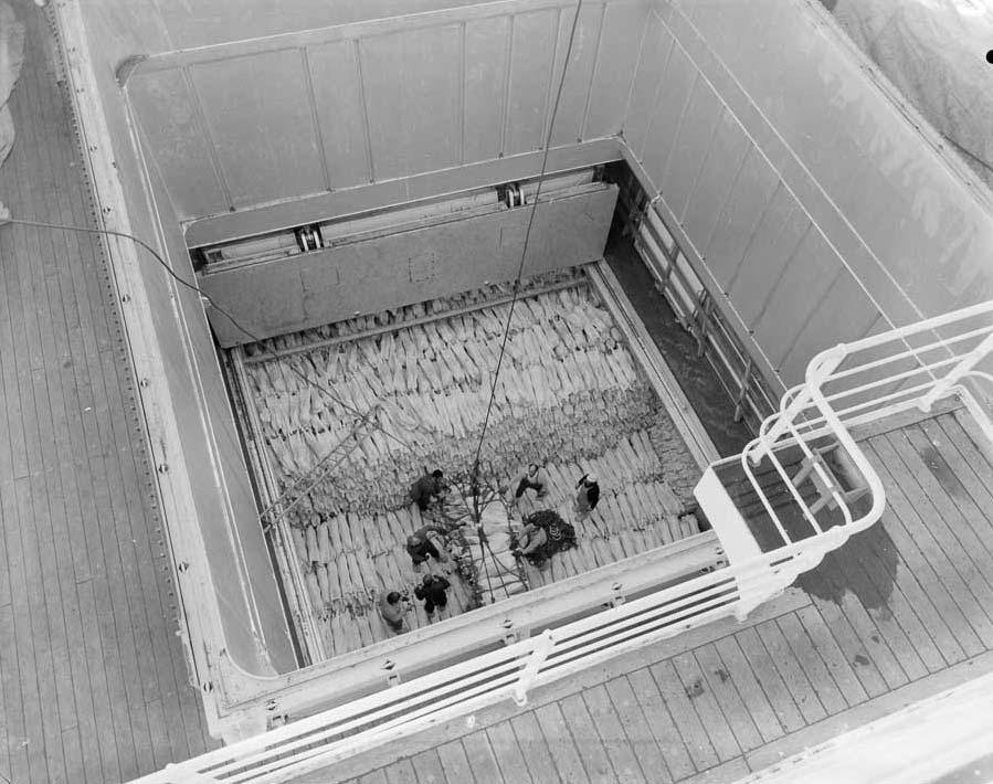 Stowing frozen carcasses on the <em>Port Caroline</em>