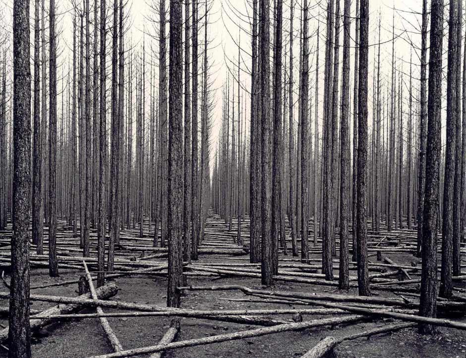 John Johns, Forest fires, Balmoral