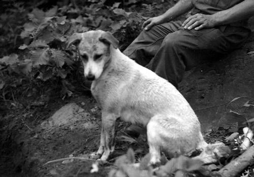 Korean War dog mascot 