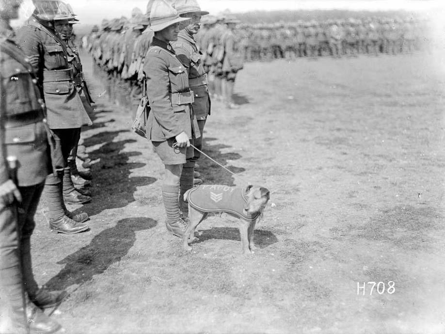 Paddy, the Wellington Regiment mascot