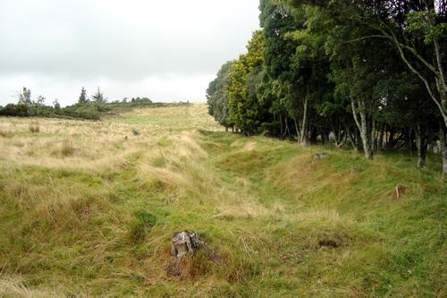 Sap at Te Ārei today