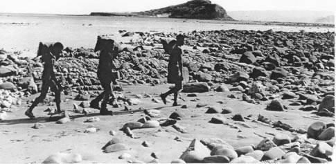 Collecting seafood, Gisborne 