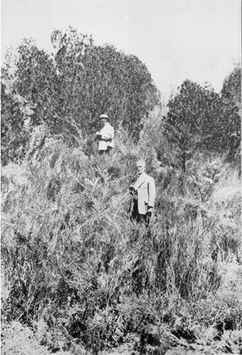 Leonard Cockayne and Ebenezer Teichelmann