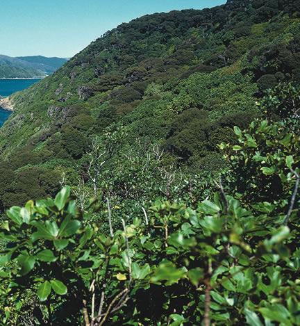 Motuara Island