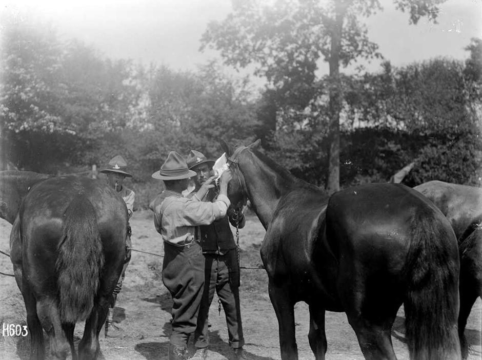 NZ Veterinary Corps at work
