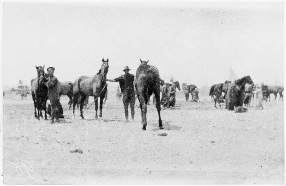 Horses at Zeitoun Camp, Egypt
